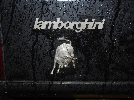 A real fighting bull